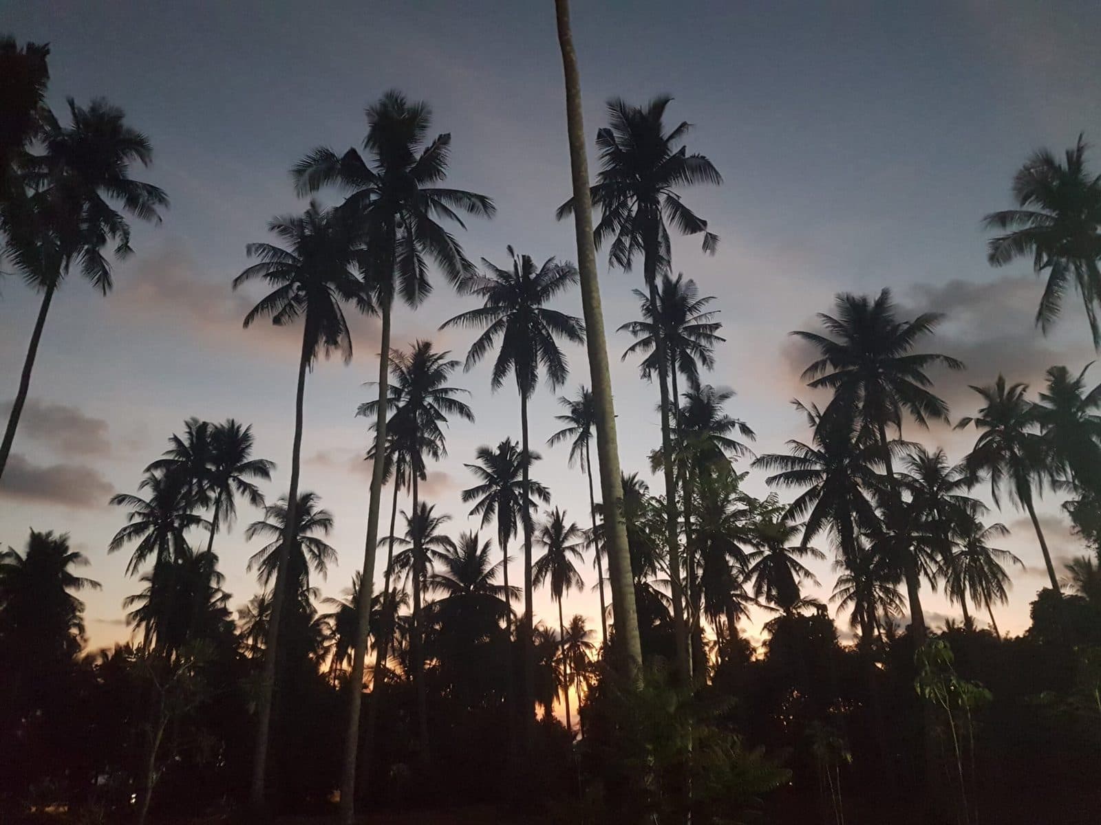 Palm trees at sunset, Koh Kood