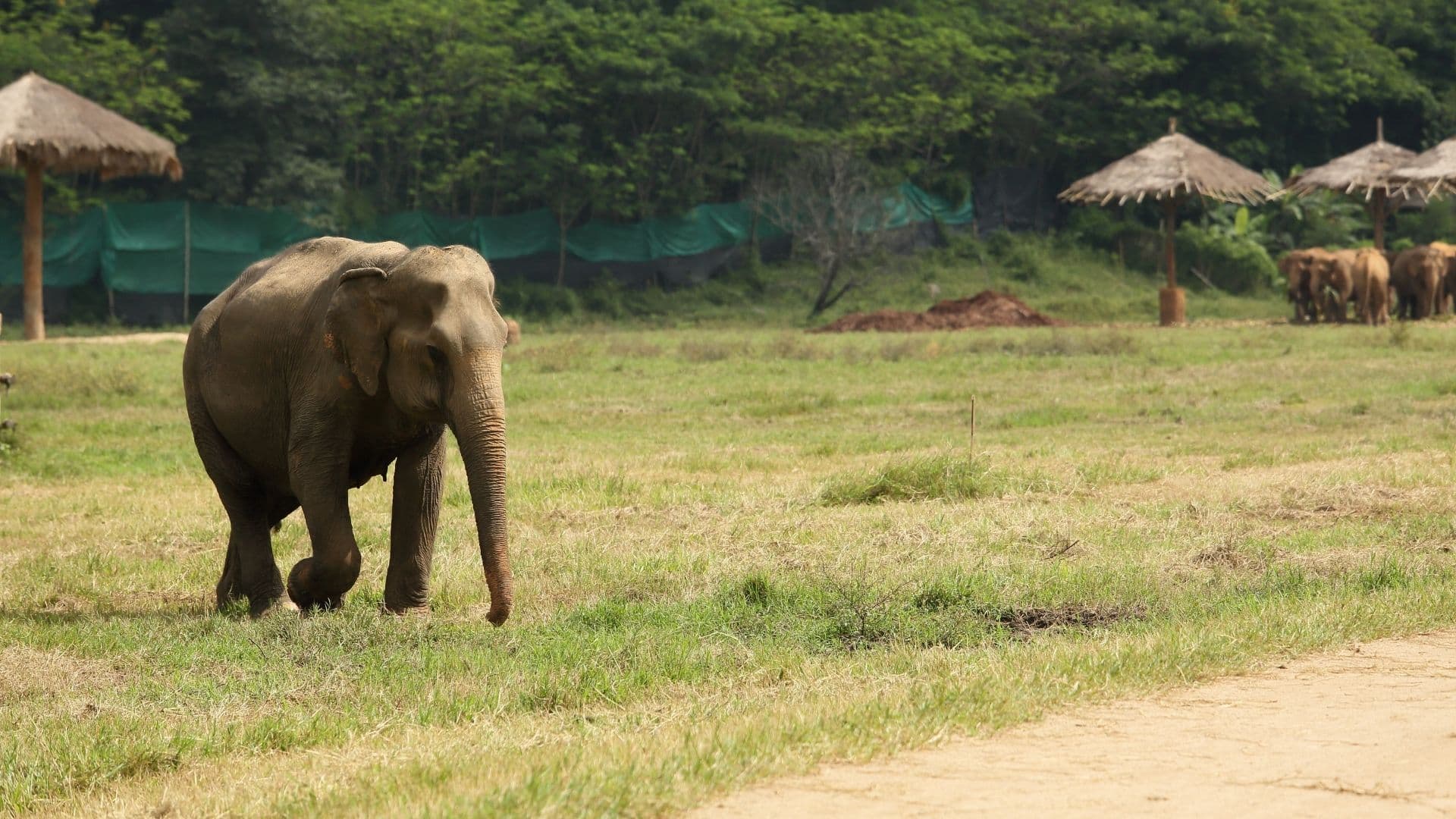 Elephant sanctuary near Chiang Mai