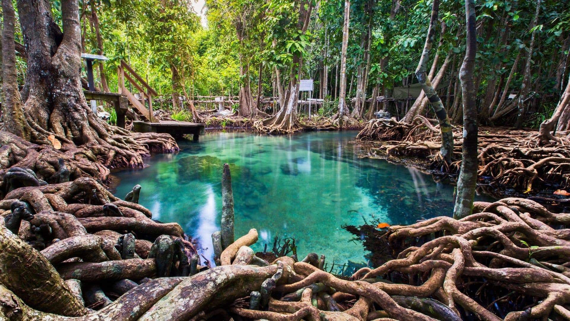 Koh Phi Phi mois par mois : météo, foule, prix (calendrier 2026 honnête)
