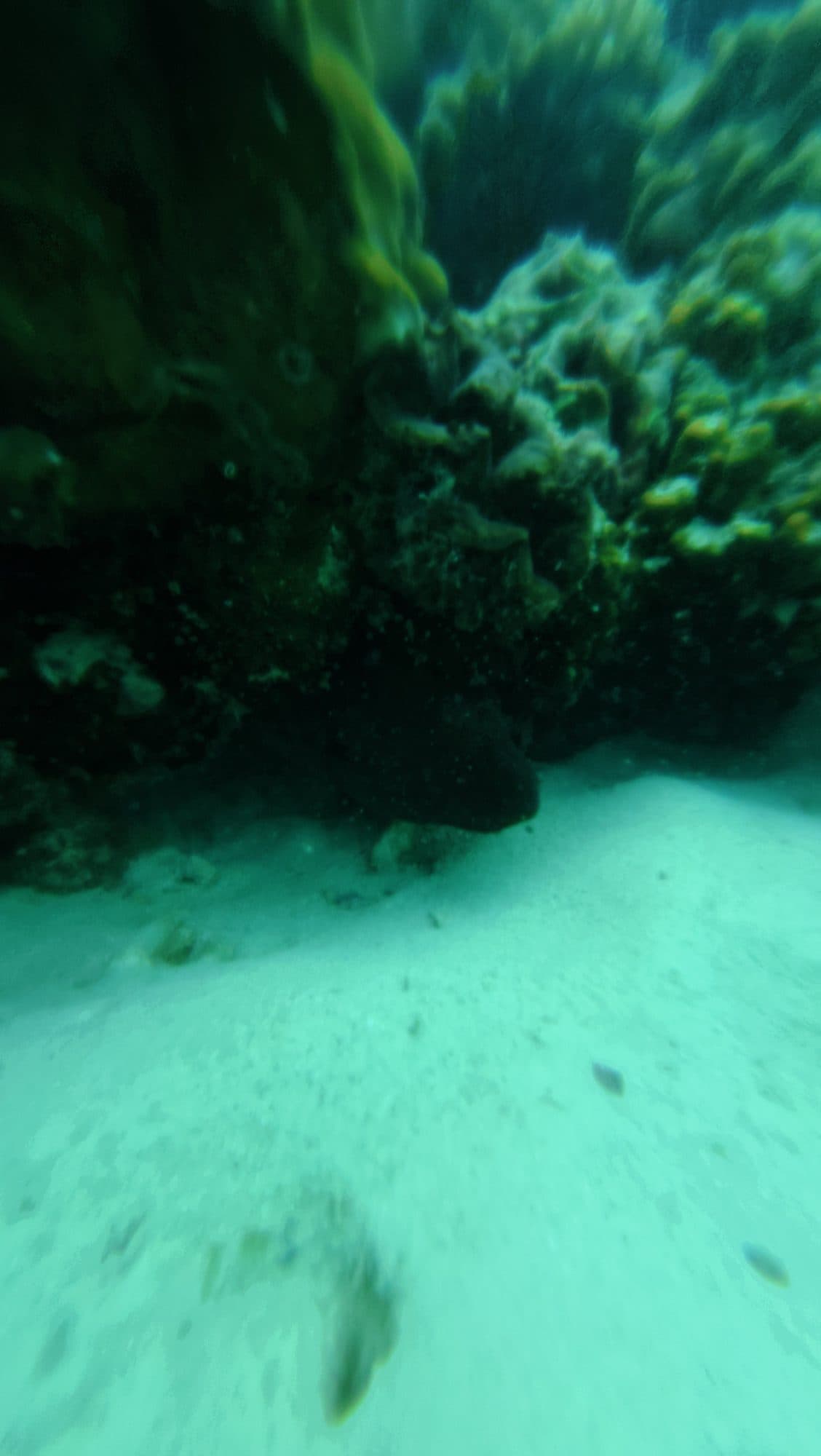 Coral reef at Koh Phi Phi