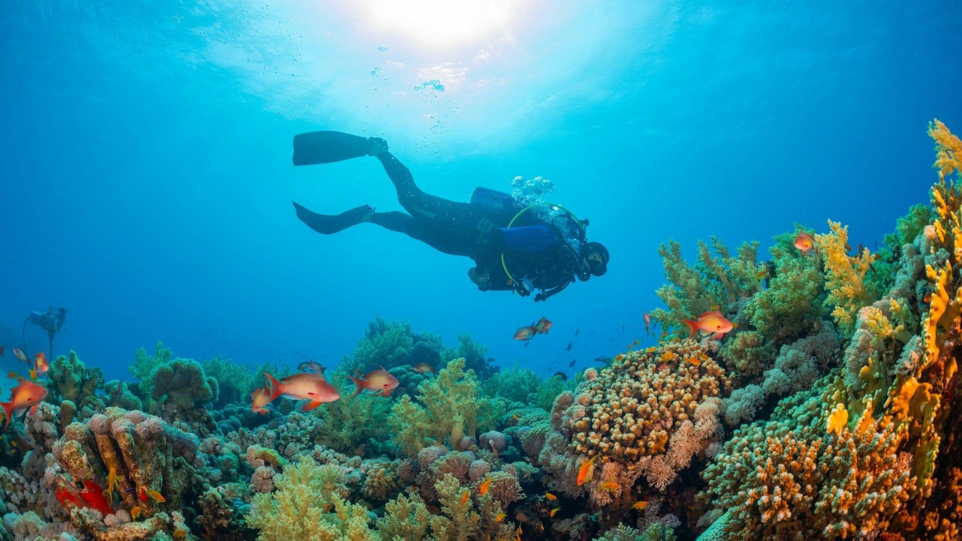 Tauchen auf Koh Phi Phi ohne Zertifizierung: der Einsteigerführer (Preis 2026)