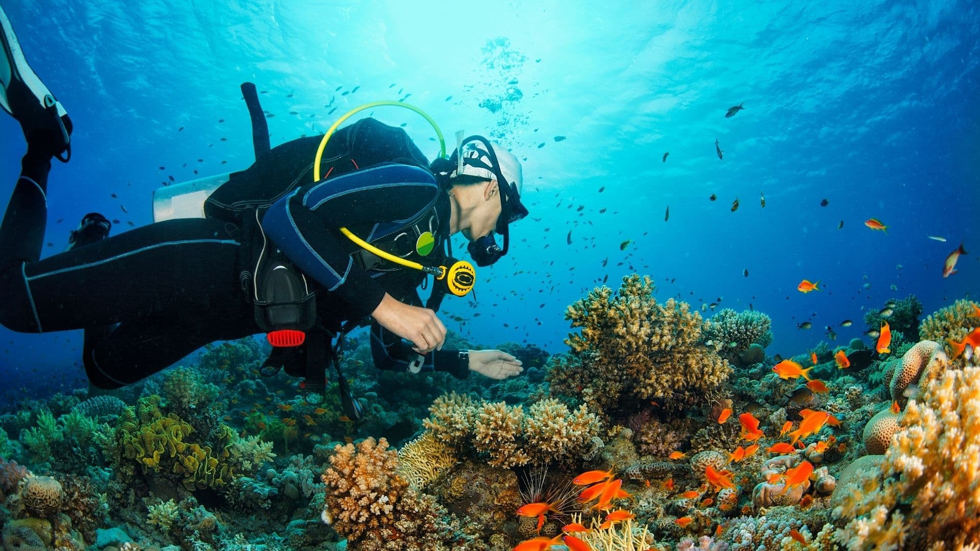 Diver and coral reef, Andaman Sea