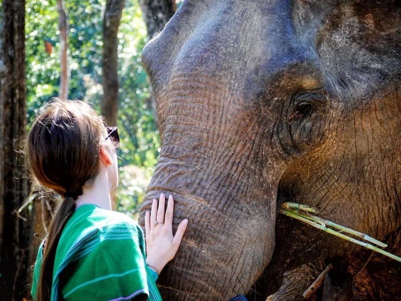 Elephants, mud bath and hidden waterfall · ethical sanctuary near Chiang Mai (half-day or full day)