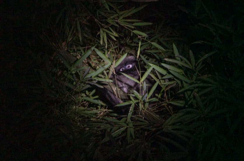 Safari de nuit dans la jungle de Khao Sok · avec dîner (départ Khao Lak)