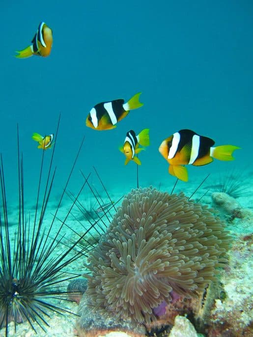 PADI-Schnuppertauchen auf Koh Kood · 1 oder 2 Tauchgänge, Bubblemaker ab 8 Jahren