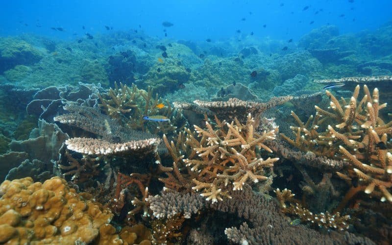 PADI-Schnuppertauchen auf Koh Kood · 1 oder 2 Tauchgänge, Bubblemaker ab 8 Jahren