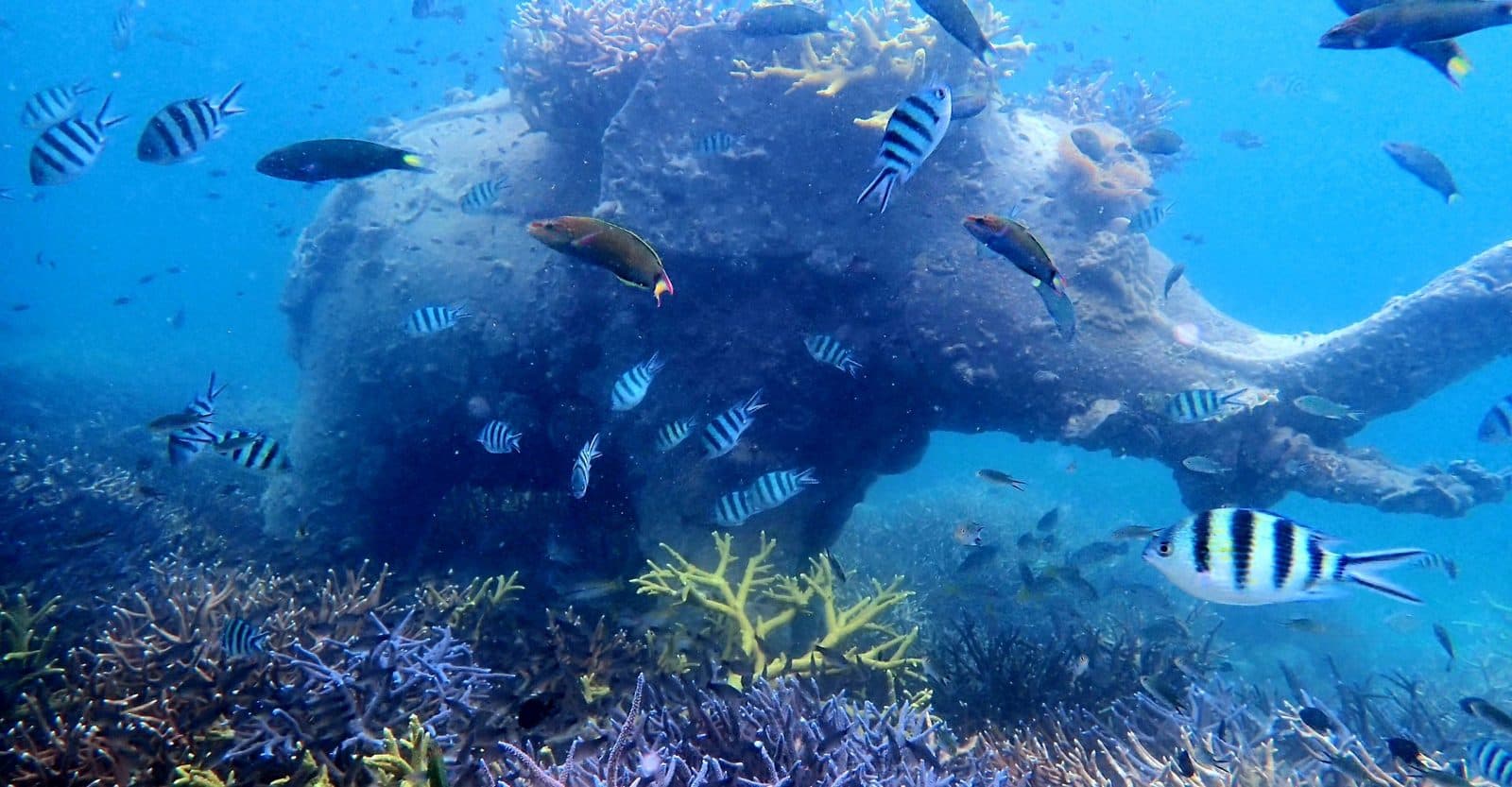 Tauchen für Zertifizierte · Koh Kood oder Nationalpark Koh Rang (2 Tauchgänge)