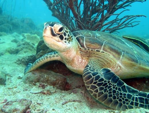 Tauchen für Zertifizierte · Koh Kood oder Nationalpark Koh Rang (2 Tauchgänge)