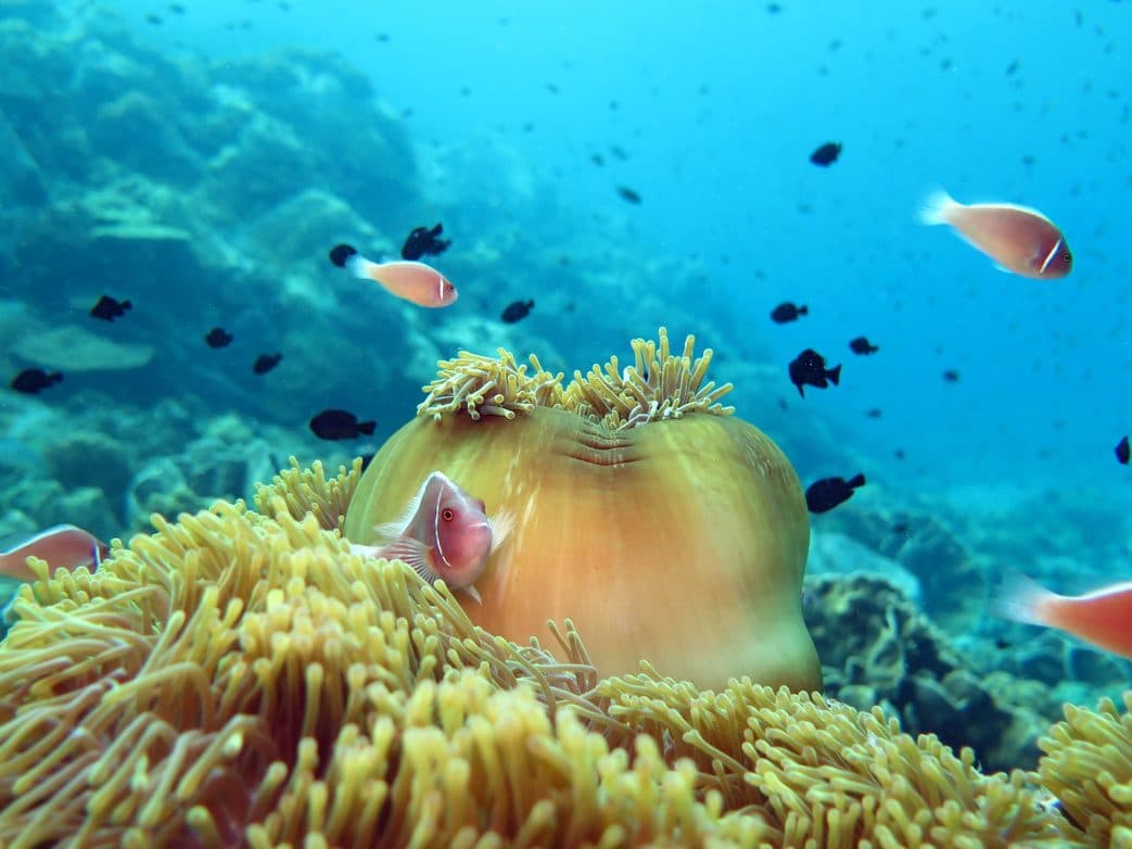 Tauchen für Zertifizierte · Koh Kood oder Nationalpark Koh Rang (2 Tauchgänge)