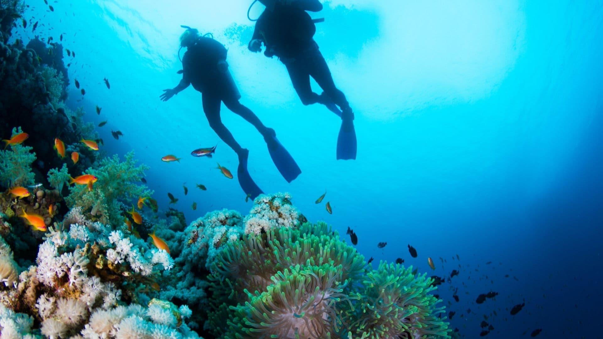เรียนดำน้ำ PADI Open Water เกาะพีพี