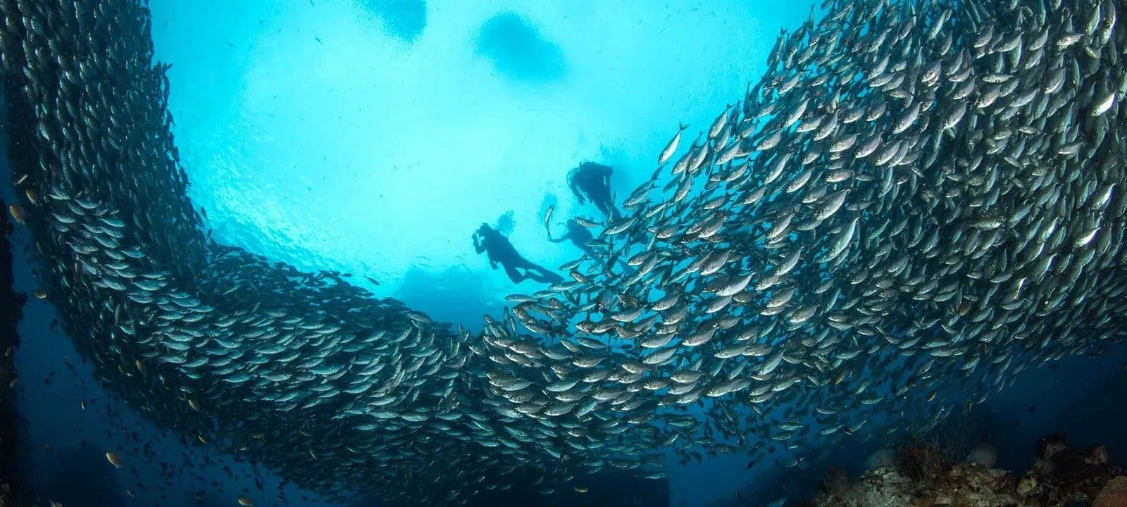 Batismo de mergulho em Koh Tao · 2 mergulhos a partir de Koh Samui (sem certificação)