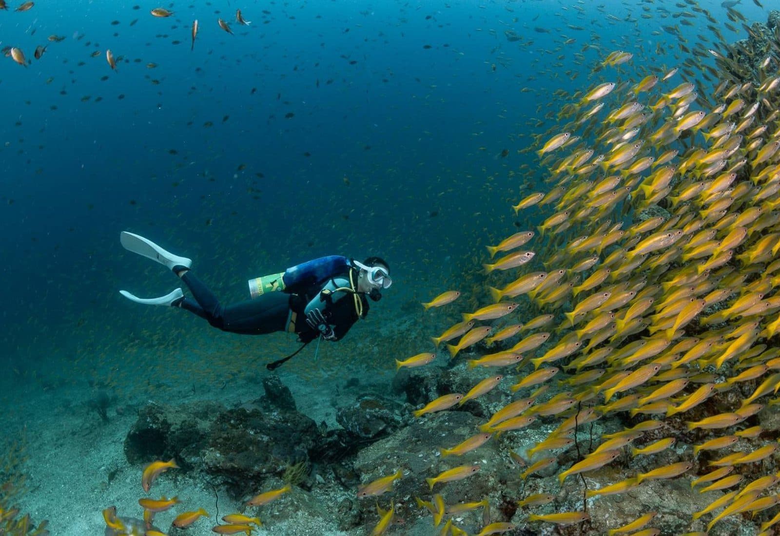 Tauchen für zertifizierte Taucher · Inseln von Ao Nang oder Phi Phi (Abfahrt Krabi)
