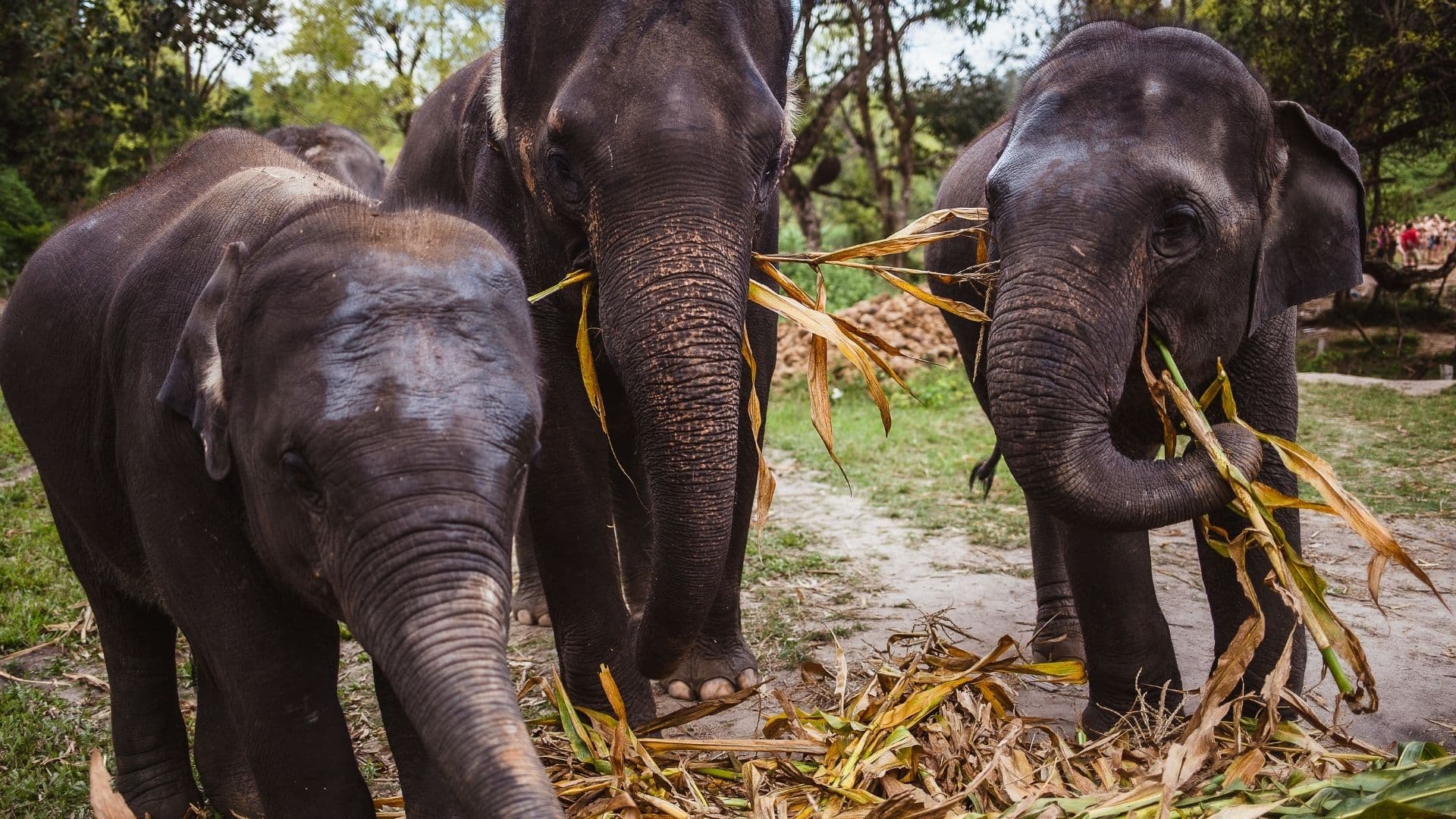 Santuario Elefantes Ético Krabi - Manada Rescatada