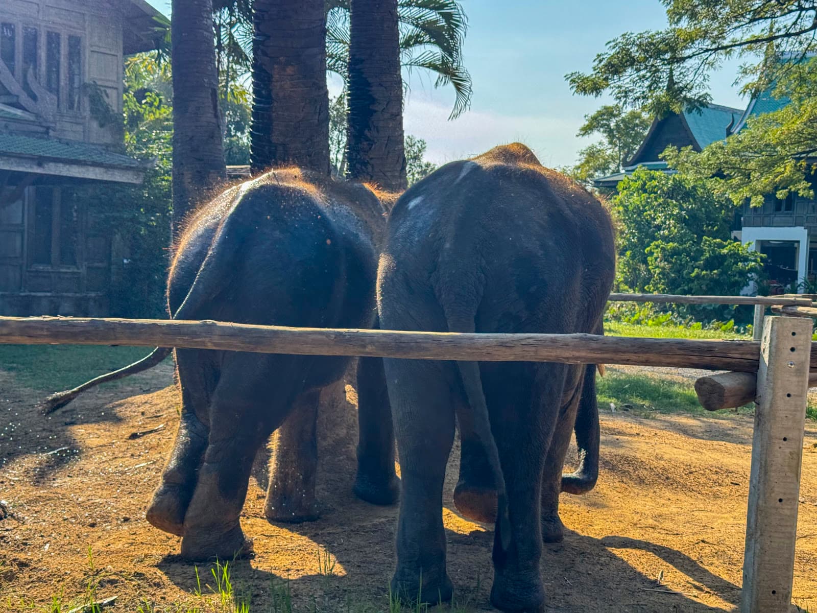 Santuario Elefantes Ético Krabi - Manada Rescatada
