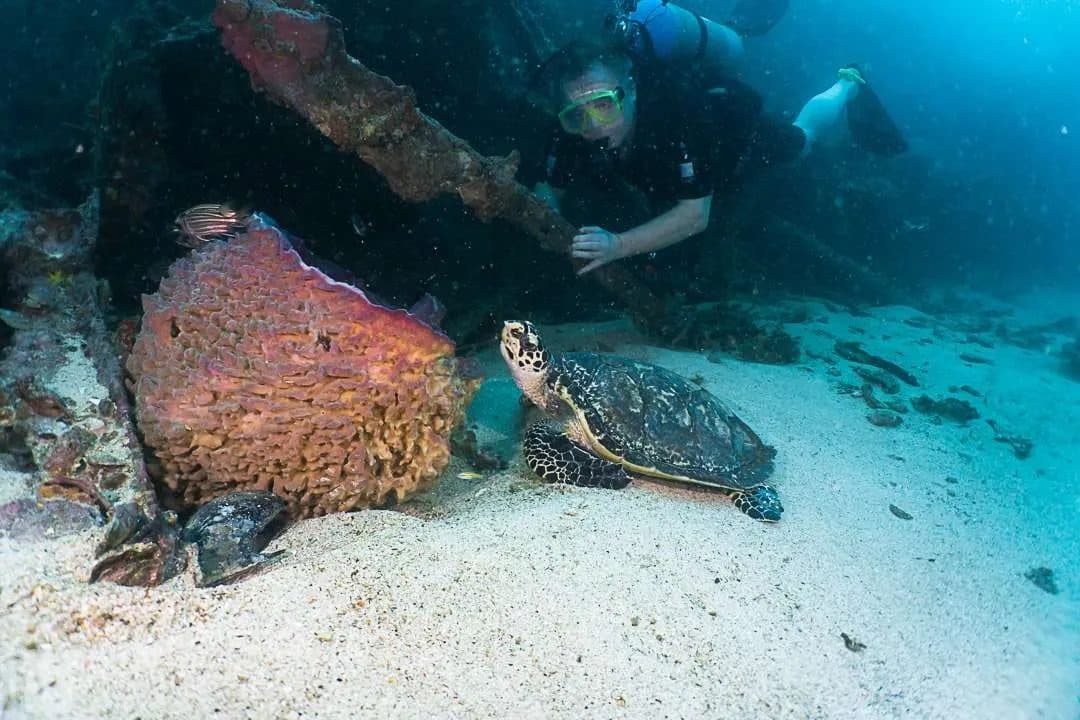 Diving for Certified Divers · 2 dives at the Pattaya islands or Samae San