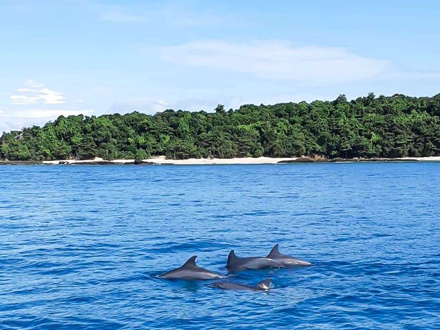 Delfine von Koh Mai Ton + Coral oder Khai · privates Speedboat ab Phuket, Phi Phi Paradise Travel