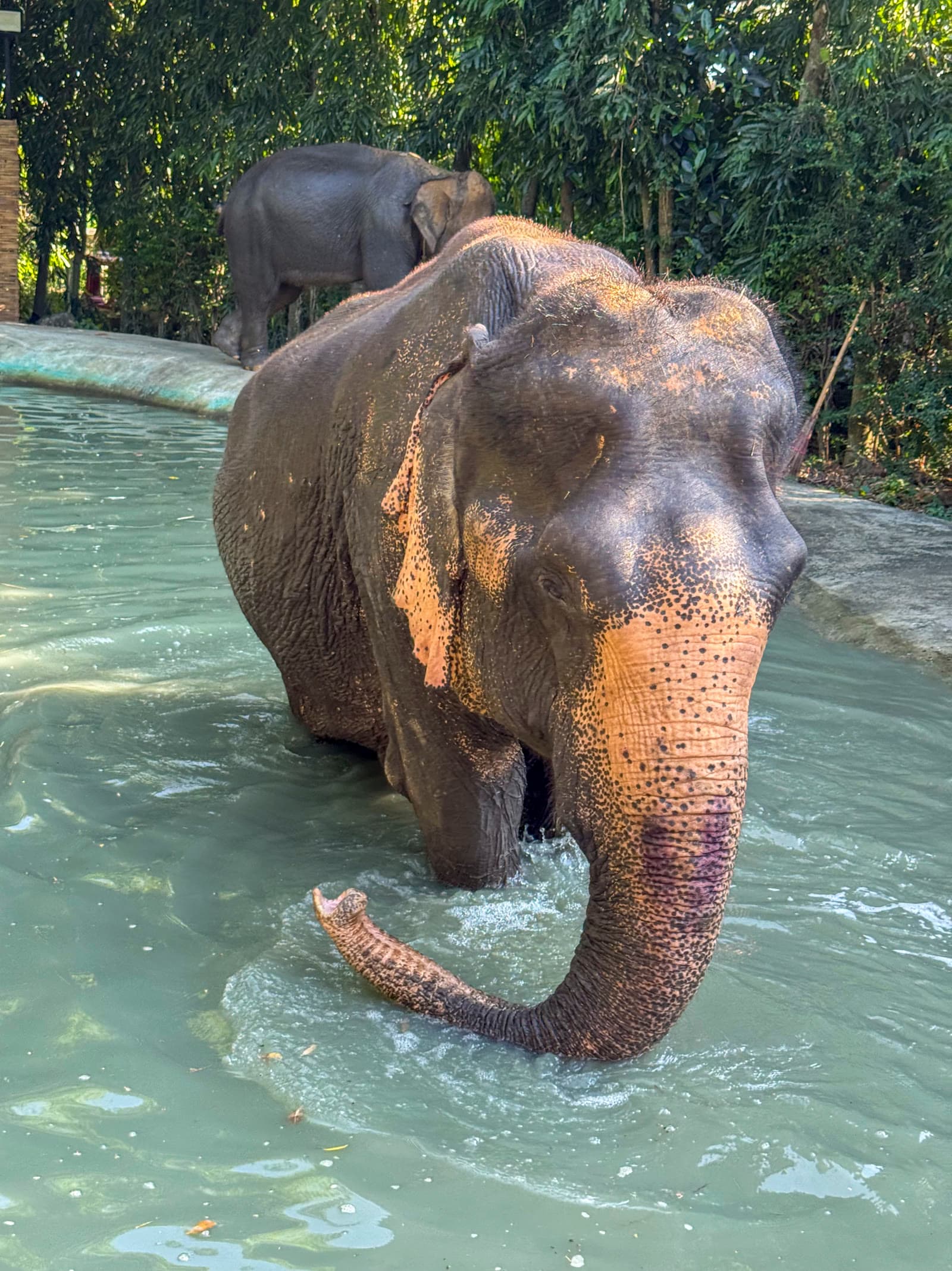 Santuário Elefantes Ético Phuket Sem Equitação