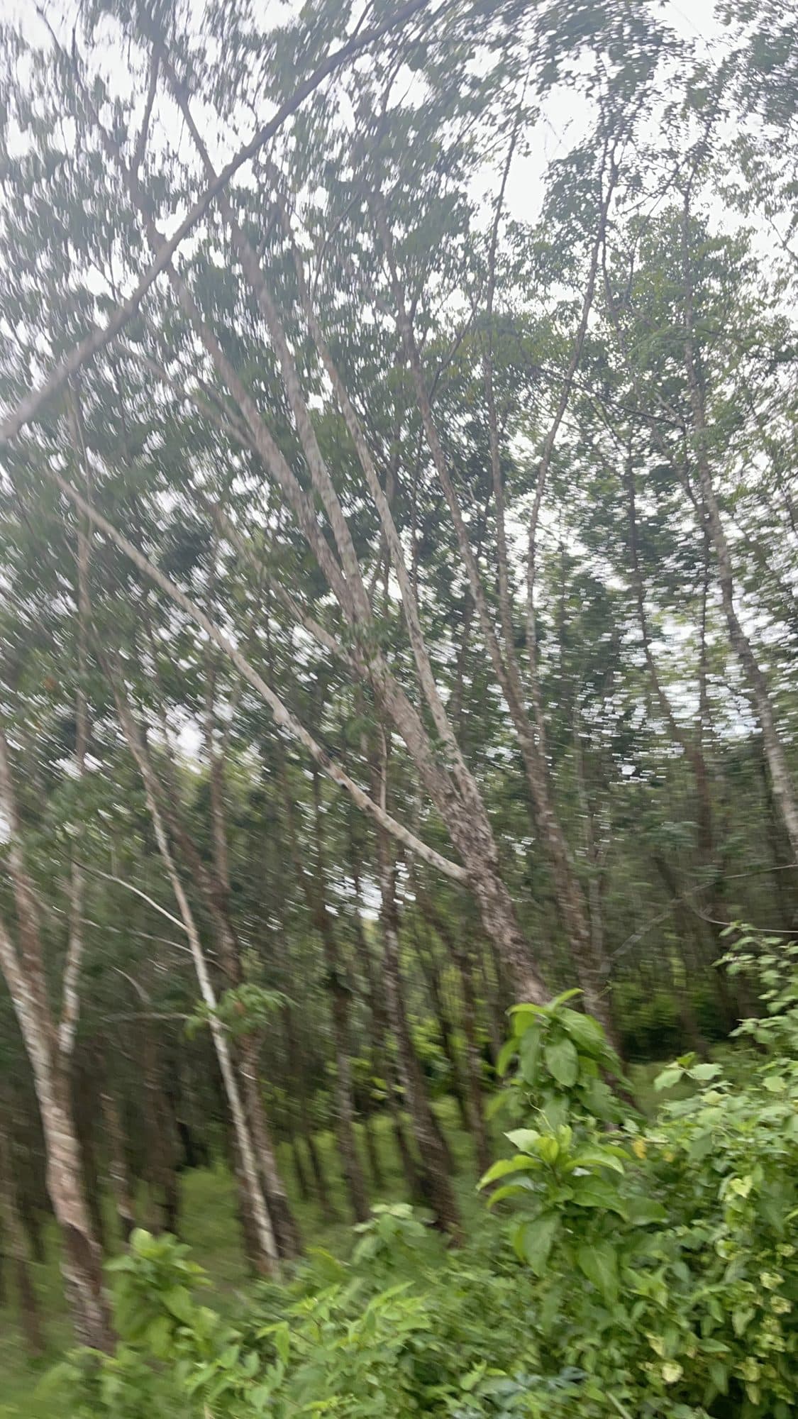 Rubber plantation on Koh Yao Yai