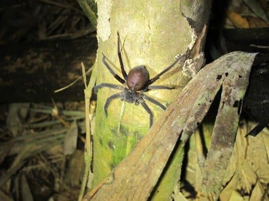 Nachtsafari im Dschungel von Khao Sok · mit Abendessen (ab Khao Lak)