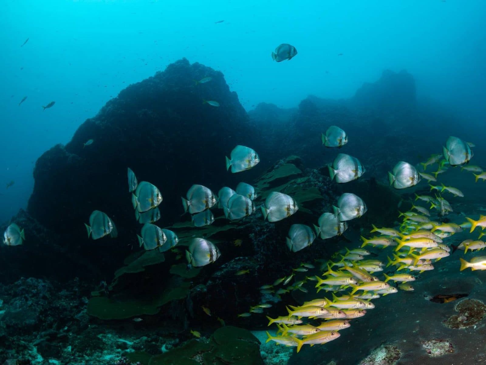 PADI Advanced Open Water Course · Krabi (2 days, dives up to 30 m), Phi Phi Paradise Travel