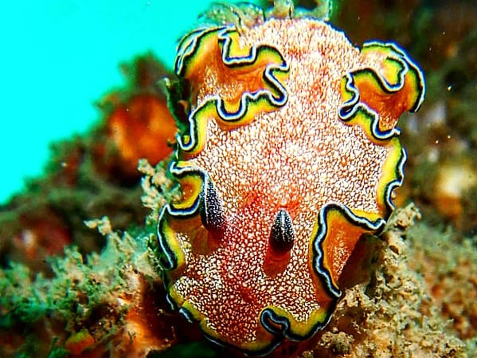 PADI Advanced Open Water Course · Krabi (2 days, dives up to 30 m)