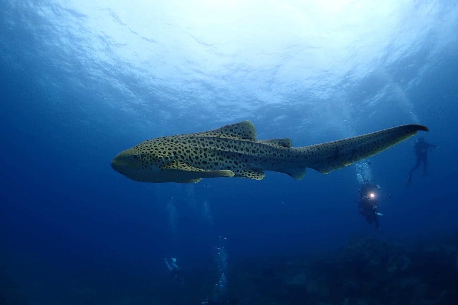 PADI Advanced Open Water Kurs in Phuket · 2 Tage, 5 Tauchgänge bis 30 m