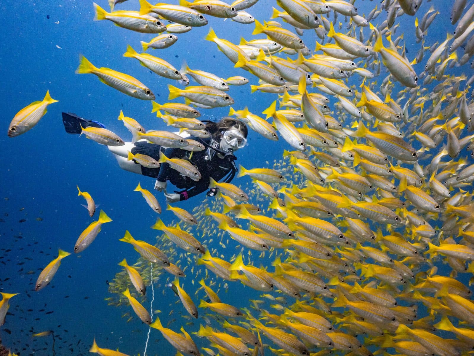 SSI Scuba Diver Kurs auf Phuket · 2 Tage, Zertifizierung bis 12 m, Phi Phi Paradise Travel