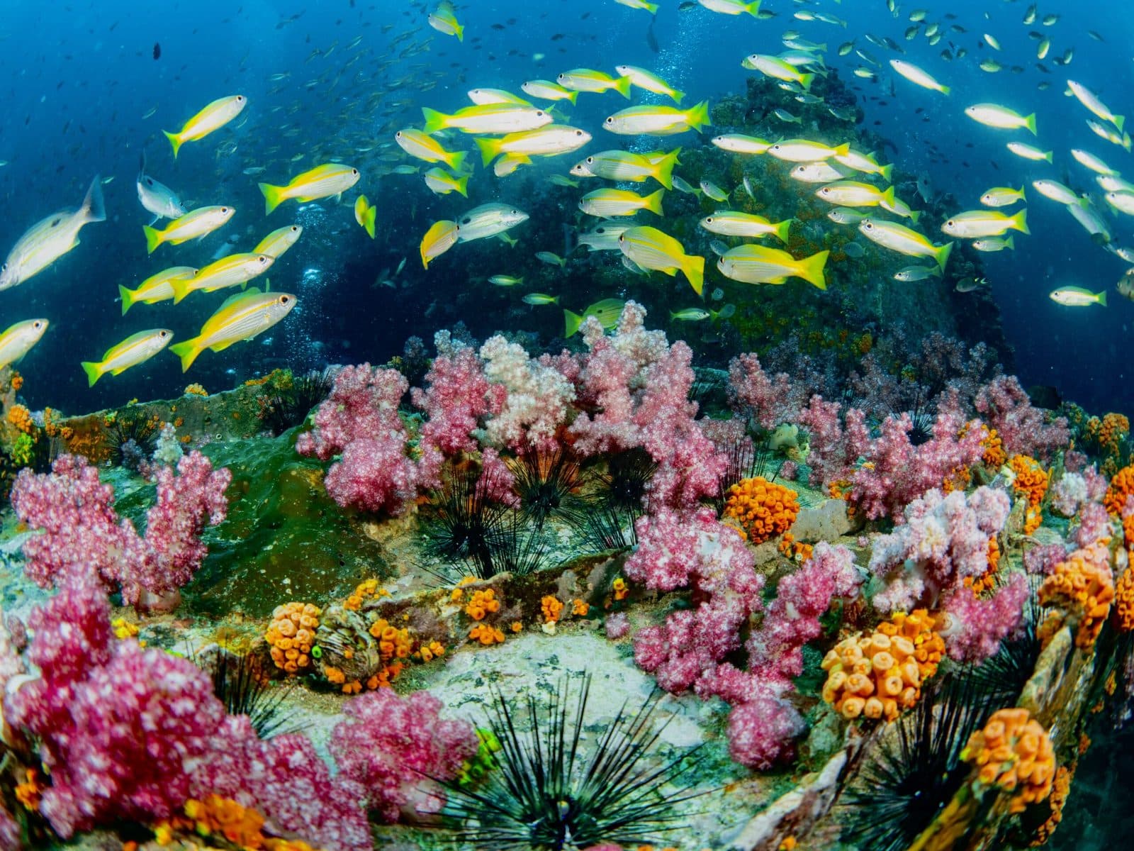 Fun Diving from Phuket · 3 dives at Phi Phi, Racha or King Cruiser, Phi Phi Paradise Travel