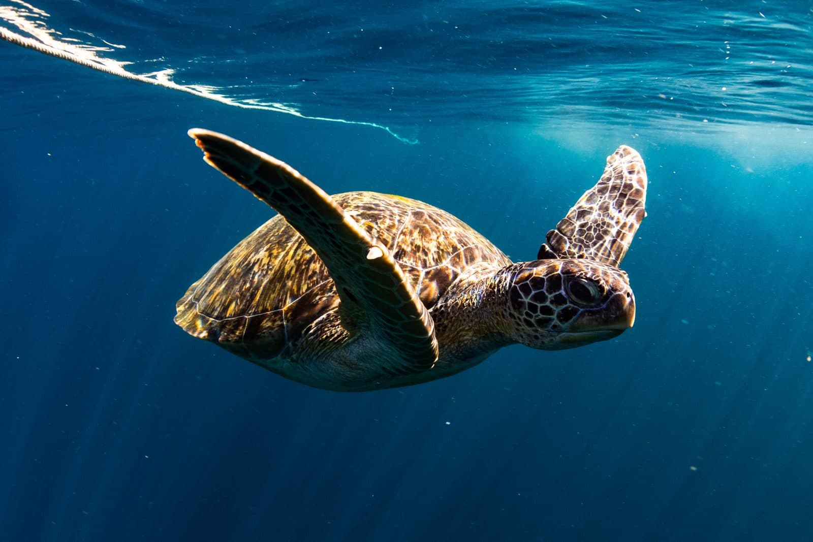 Fun Diving from Phuket · 3 dives at Phi Phi, Racha or King Cruiser