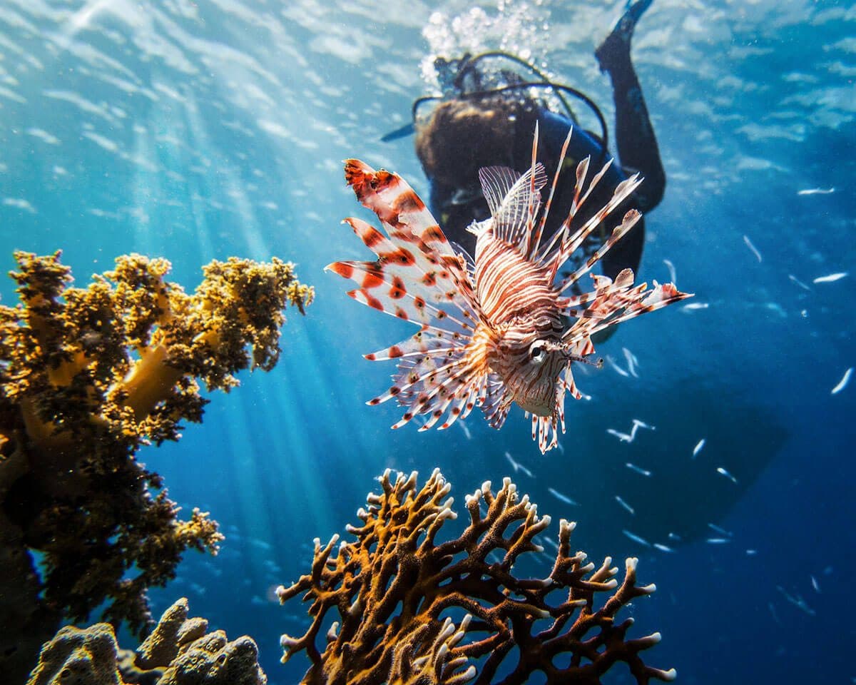 Fun Diving from Phuket · 3 dives at Phi Phi, Racha or King Cruiser