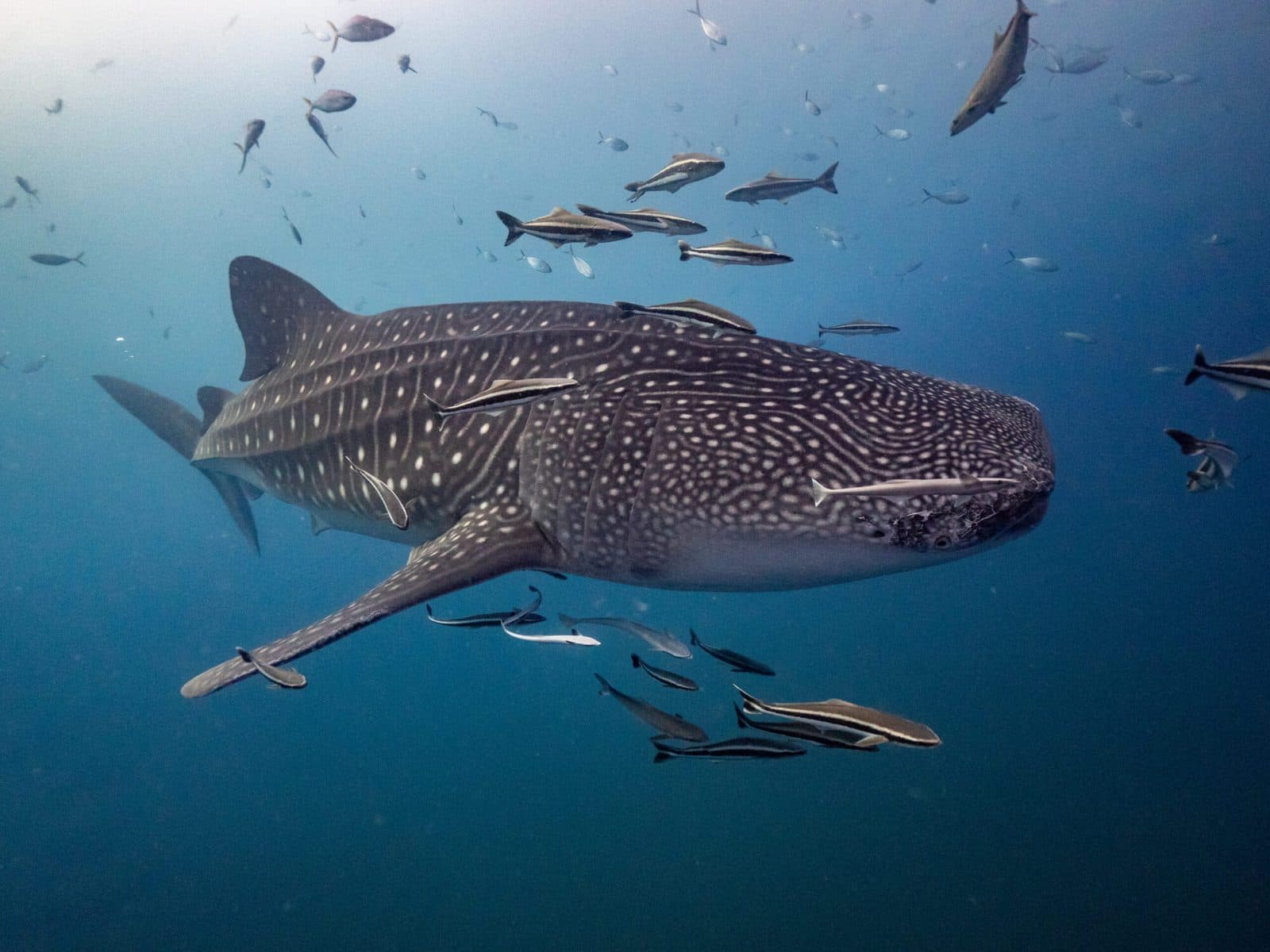 Tauchkreuzfahrt Similan und Richelieu Rock · 5 Tage / 4 Nächte, 15 Tauchgänge