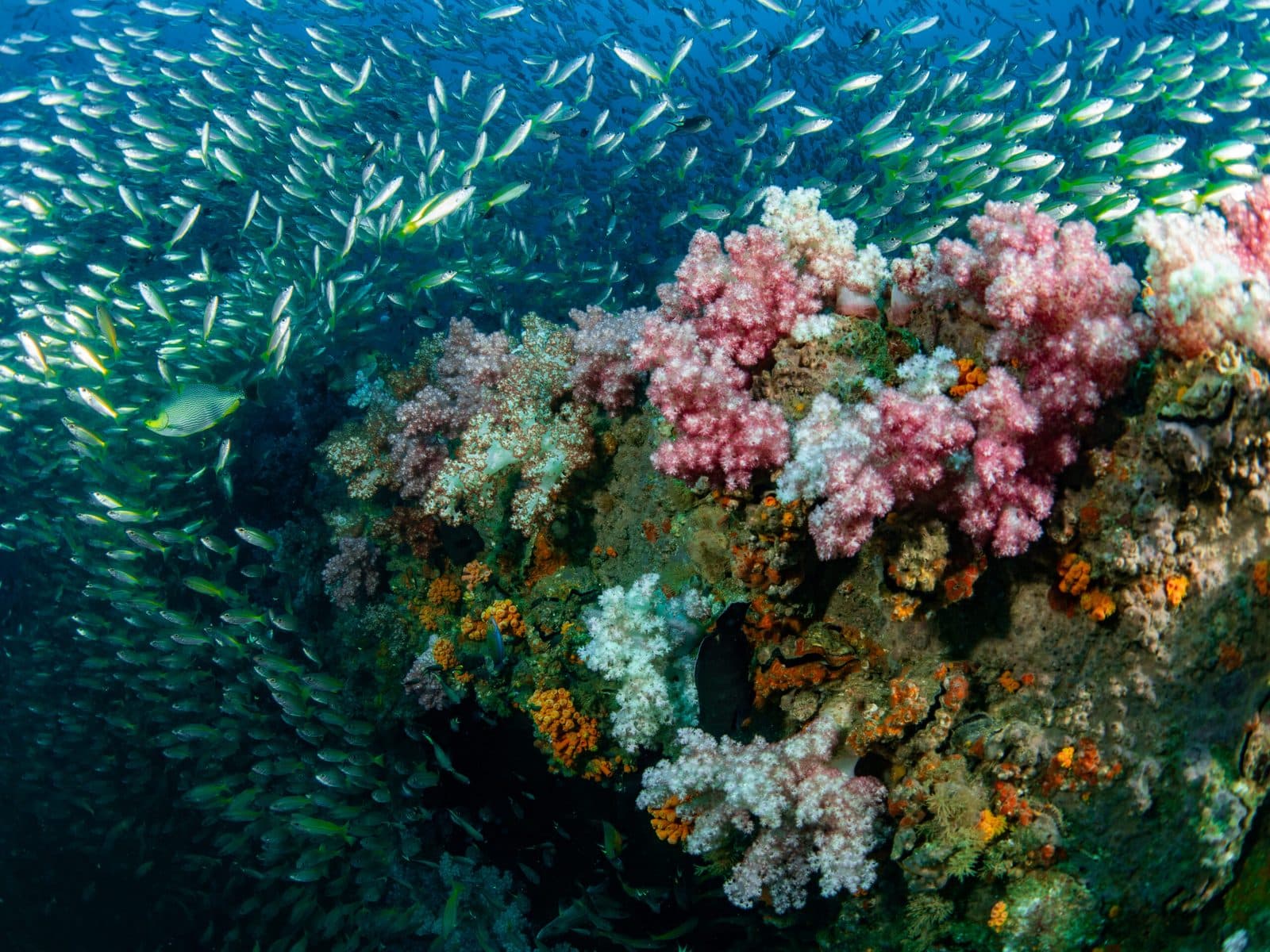 Tauchkreuzfahrt Similan und Richelieu Rock · 5 Tage / 4 Nächte, 15 Tauchgänge