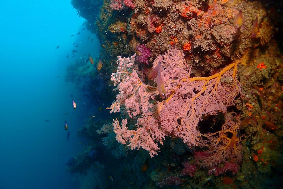 Tauchkreuzfahrt Süd-Andaman · 5 Tage / 4 Nächte ab Chalong (Koh Haa, Hin Daeng)
