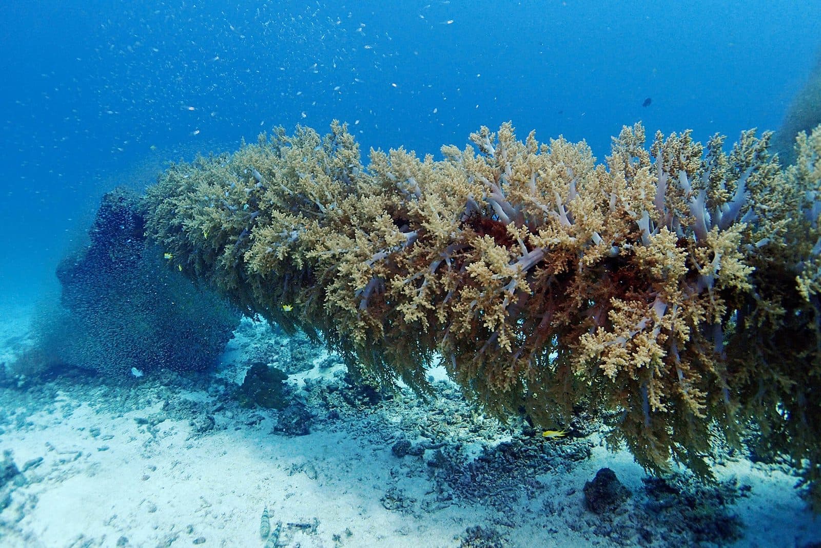 Schnuppertauchen ab Phuket · Racha Noi und Racha Yai mit PADI-Instruktor