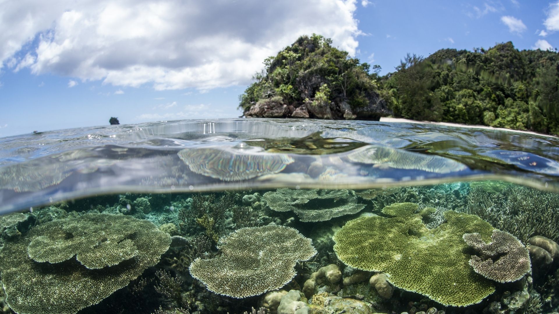 Baptême de plongée à Koh Phi Phi — 2 plongées 4/4